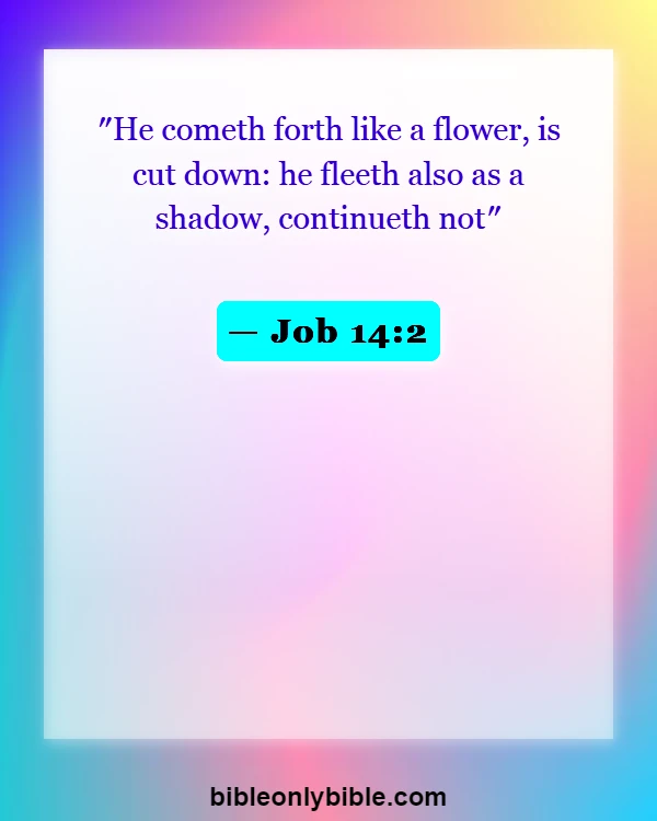 Bible Verses About Flowers Blooming (Job 14:2)