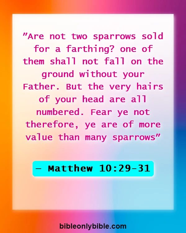 Bible Verses About Respecting God's Creation (Matthew 10:29-31)