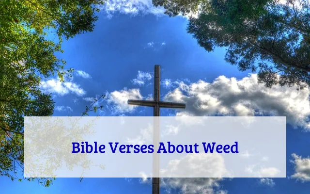Bible Verses About Weed